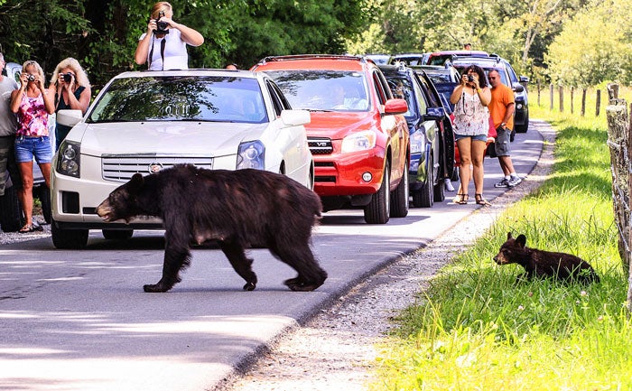 best hikes in the smokies