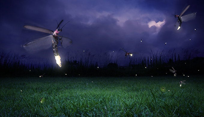 Firefly-night_Adobe_680 Fireflies lit up at night.