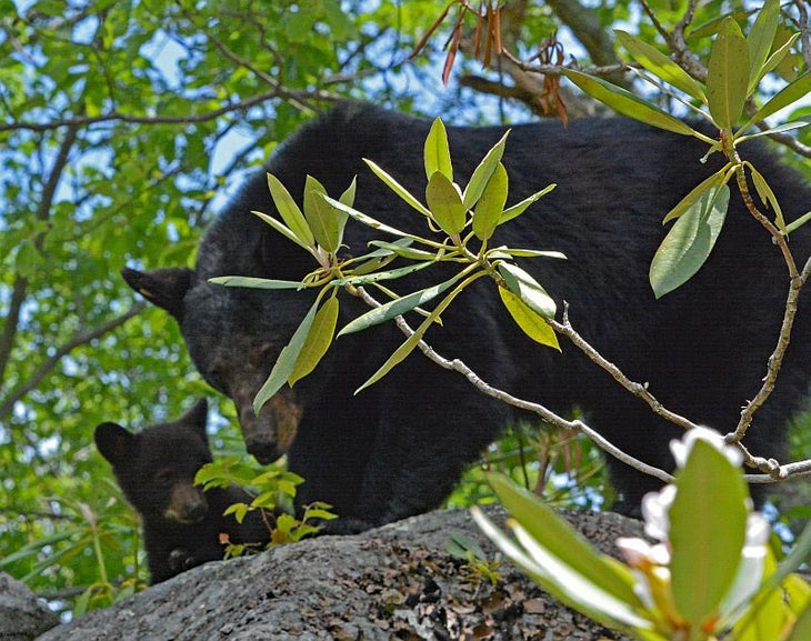 SM-LaurelFalls-Bear1_ParkVolunteerMikeBaker_800 Momma Bear and Cub on the Laurel Falls Trail