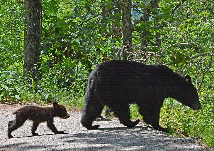 SM-LaurelFalls-Bear2_ParkVolunteerMikeBaker_800 Momma Bear and Cub on the Laurel Falls Trail