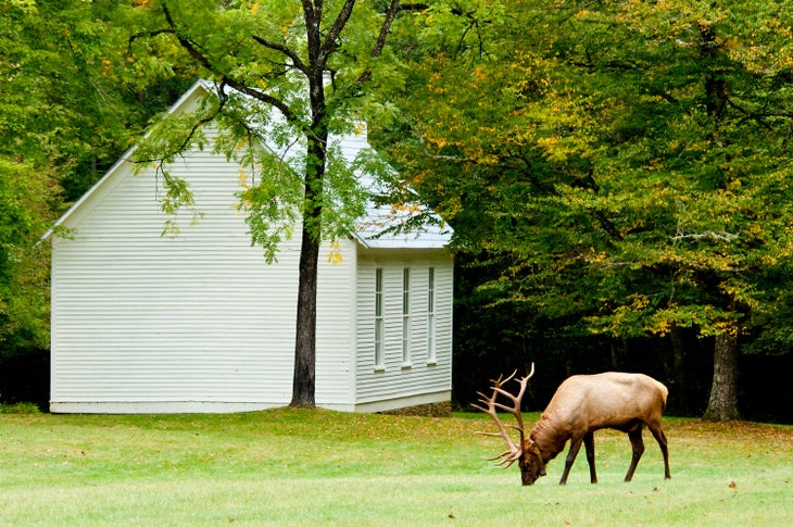 Bull elk grazing near the Palmer Chapel in Cataloochee Valley