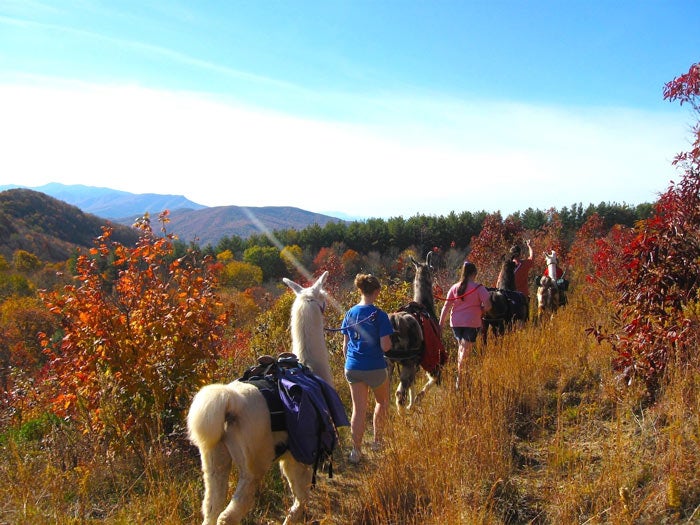 TheWanderingLlamas-MaxPatch_SandySgrillo_courtesy_700 Llama trekking with The Wandering Llamas