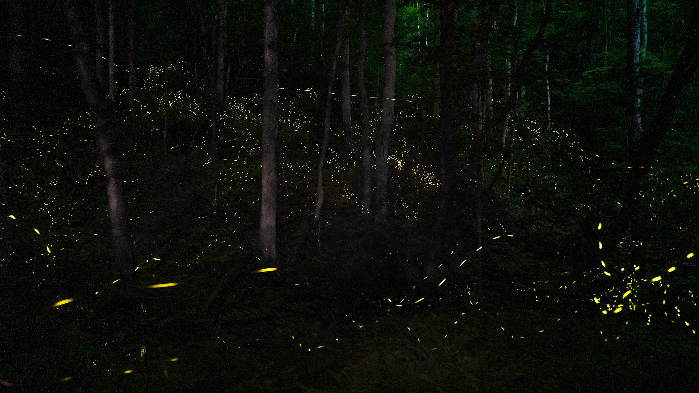 Synchronous fireflies in Great Smoky Mountains National Park