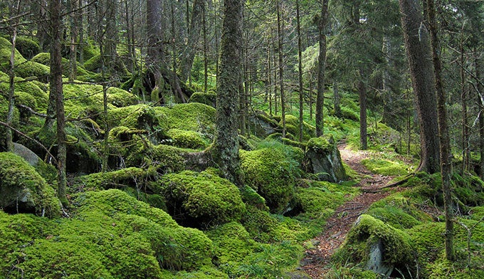 SM-Baxter-Creek-Trail_WikiMiguelV_680 Hiking the Baxter Creek Trail near Mount Sterling in Great Smoky Mountains National Park.