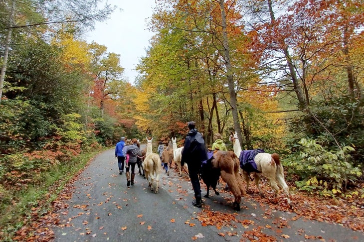 Groups hiking trip with llamas