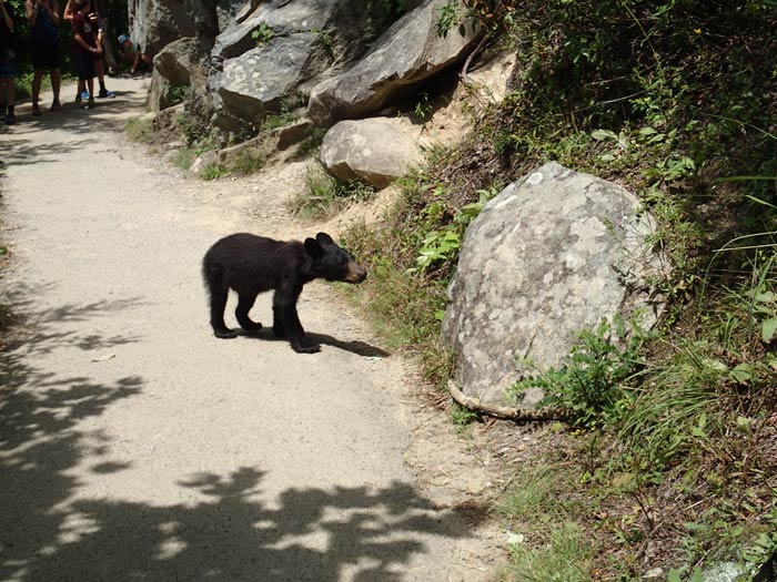 SM-LaurelFalls-Bear3_ParkVolunteerMikeBaker_700 Bear Cub on the Laurel Falls Trail