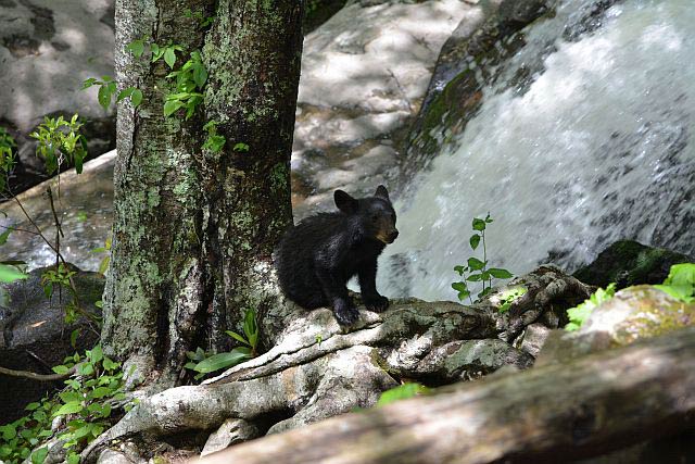 SM-LaurelFalls-Bear4_ParkVolunteerMikeBaker_640 Bear Cub on the Laurel Falls Trail