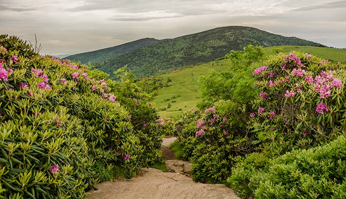 AppalachianTrail-Rhododendrons-JaneBald_DP_680 The Appalachian Trail runs through rhododendron bushes in bloom on Jane Bald northeast of Great Smoky Mountains National Park.