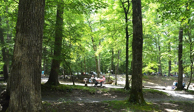 SM-Cades-Cove-picnic-area_Gloria_680 Cades Cove Picnic Area