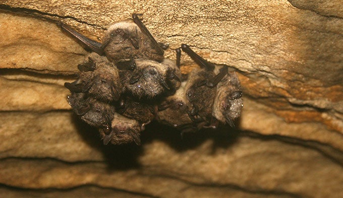 Bat-Brown-cluster-cave_WikiKeithShannonUSFWS_680 Little brown bats in a cave.