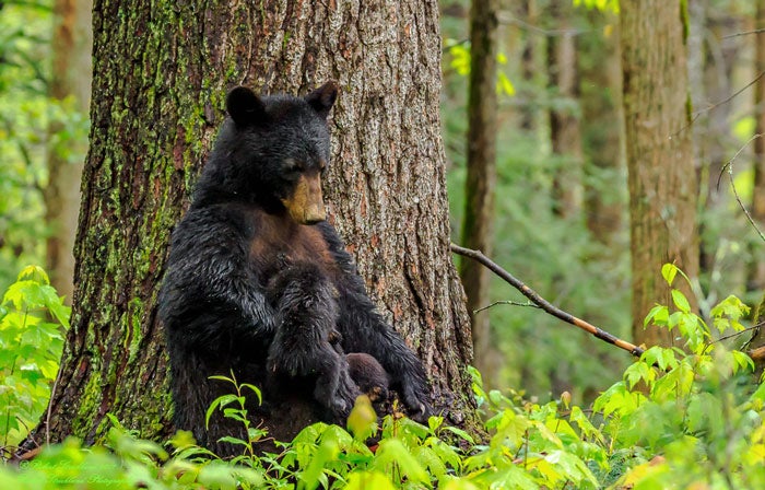 Bear-black-nursing-SM_TamRobertStrickland_700 Black bear nursing her cubs in Great Smoky Mountains National Park