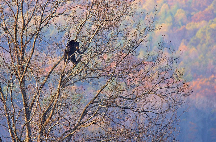 Bear-Black-Smoky-autumn_TamPasqualeMingarelli_700 Black bear up a tree in Great Smoky Mountains National Park in autumn