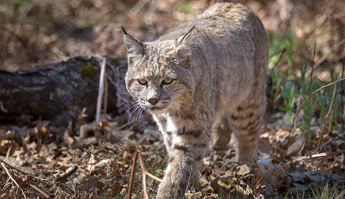 Bobcat-2_Ordelheide_680 Bobcat. Photo by Grant Ordelheide