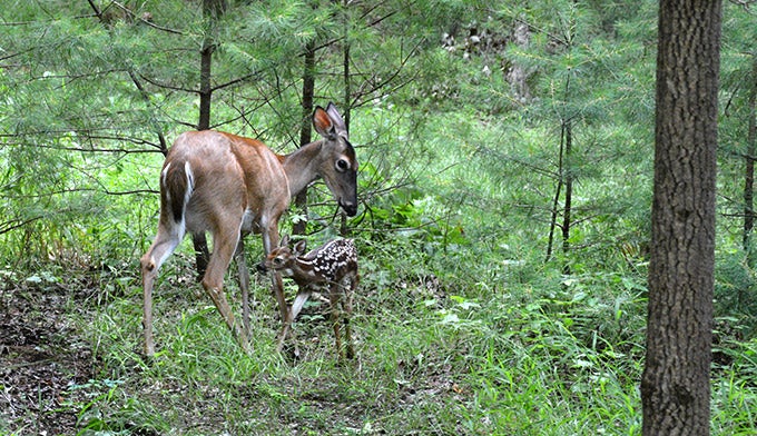 Deer-doe-fawn-Cades-Cove_Gloria_680 A newborn fawn sticks close to her mother in Cades Cove. Photo by Gloria Wadzinski