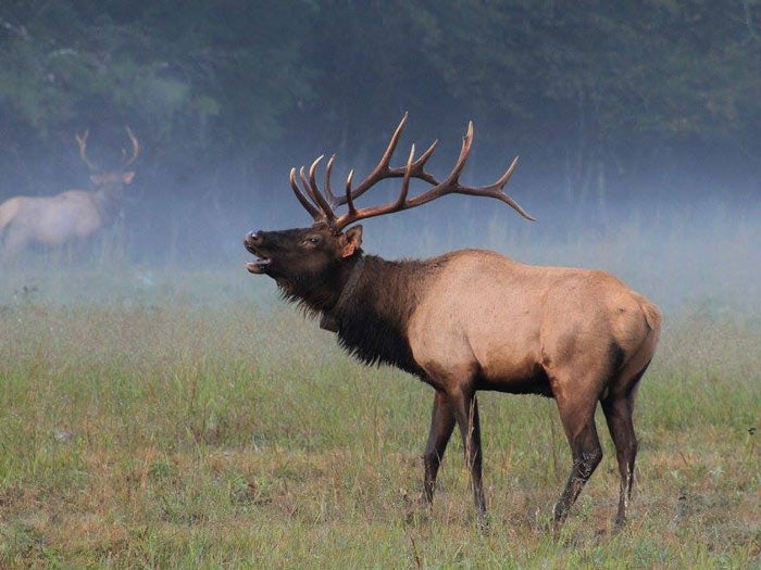 Elk-bull-bugling-SM-Cataloochee_Tam19AliciaSalkill_700 Bull elk bugling in Cataloochee in Great Smoky Mountains National Park