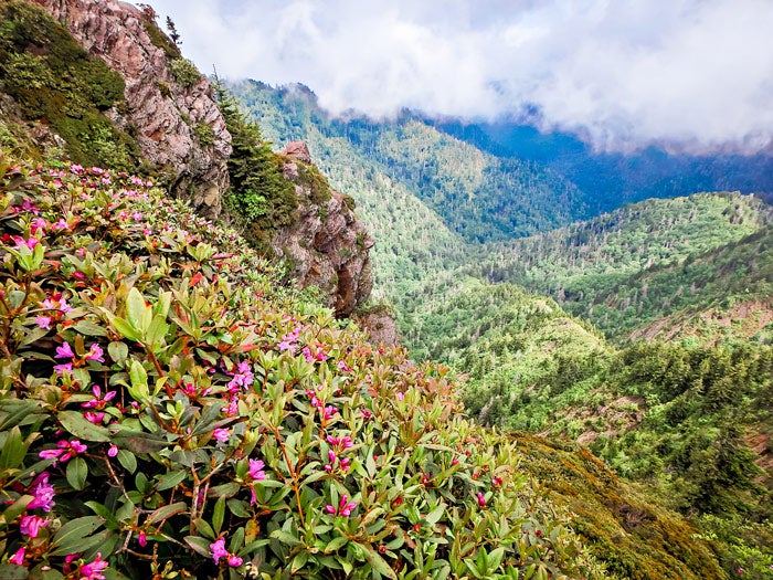 SM-AppalachianTrail-ViewFromCharliesBunion-Rhododendrons_DP_700 Rhododendron bushes line the Appalachian Trail as is wanders through Great Smoky Mountains National Park