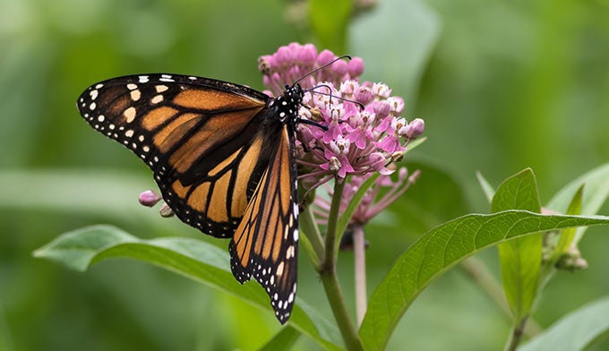 Monarch-butterfly-milkweed-flower_Adobe_680 A monarch butterfly on a milkweed flower.