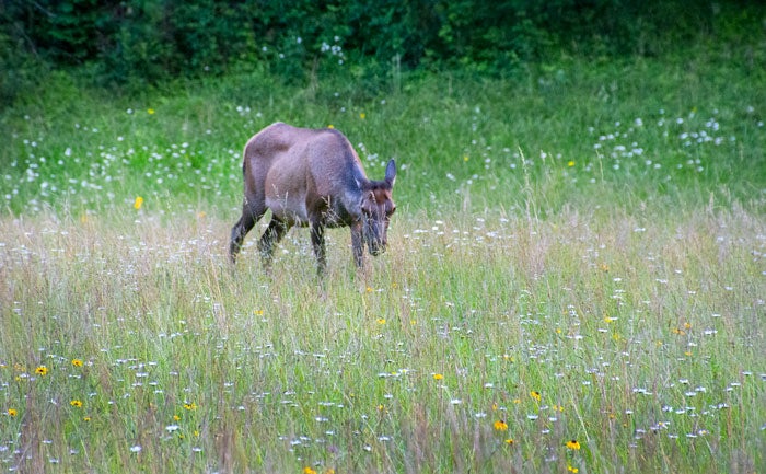 Elk-SMCatalooche_Gloria_700 Elk in Cataloochee Valley