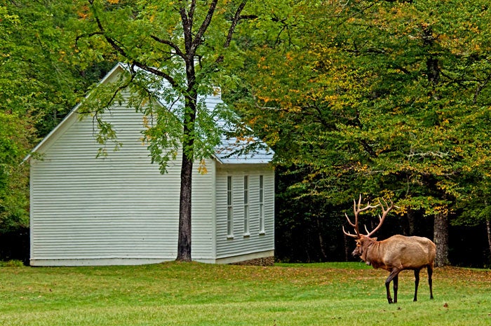 SM-Cataloochee-elk-PalmerChapel_iStock_700 Bull elk grazing near the Palmer Chapel in Cataloochee Valley in Great Smoky Mountains National Park
