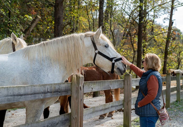UnderCanvas-SM-horses_BaileyMade_courtesy_700 Horse stable near Under Canvas Great Smoky Mountains