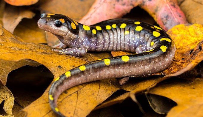 Spotted-Salamander_FlickrJohnPClare_680 Spotted Salamander. Photo courtesy John P. Clare on Flickr